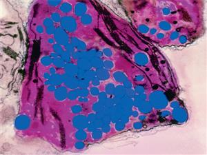 拟南芥细胞中的淀粉粒（染成蓝色，放大200 倍）