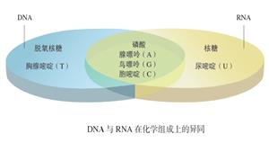 DNA与RNA在化学组成上的异同