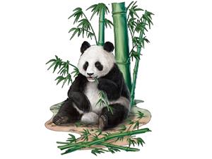 大熊猫吃冷箭竹