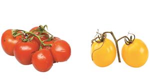 番茄的红果和黄果（教学图片）