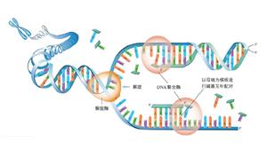 DNA复制示意图