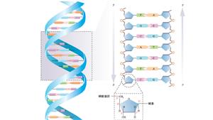 DNA的结构模式图