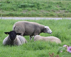 荷兰绵羊