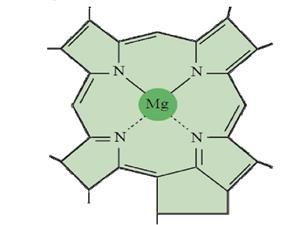 一种叶绿素分子（局部）