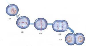动物细胞有丝分裂模式图