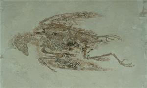 鸢尾鸟化石