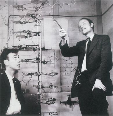 沃森（左）和克里克（右）创建的DNA分子双螺旋结构模型