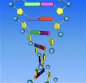 DNA平面模型