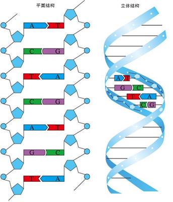 DNA分子的结构模式图