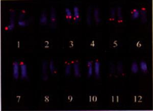 野生马铃薯的染色体组成（红色为荧光标记）